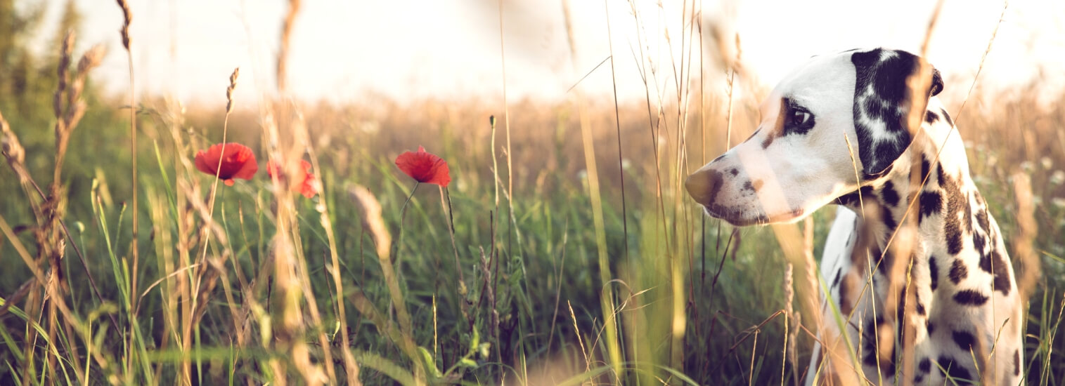 dog in field