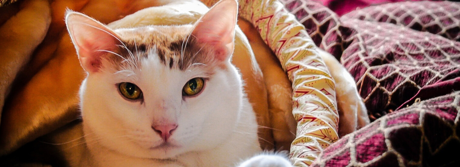 cat in blanket