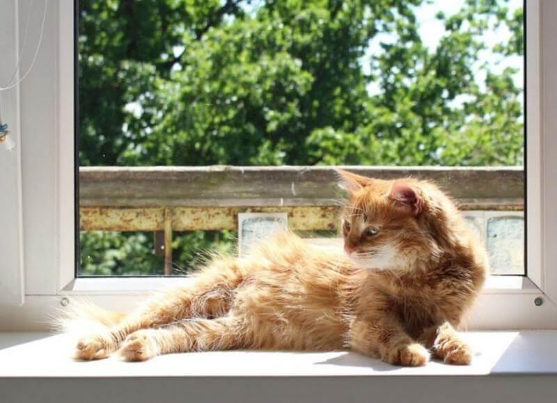 Top Animal Hospital for Pain Management