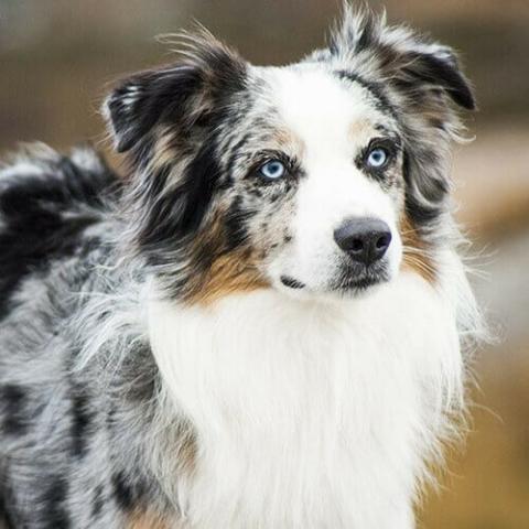 The Ultimate Guide to Caring for an Australian Shepherd