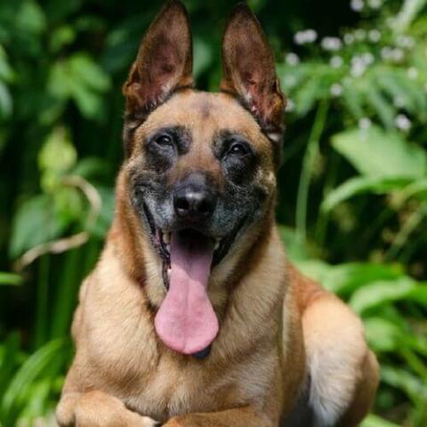 Breed of dog sales malinois