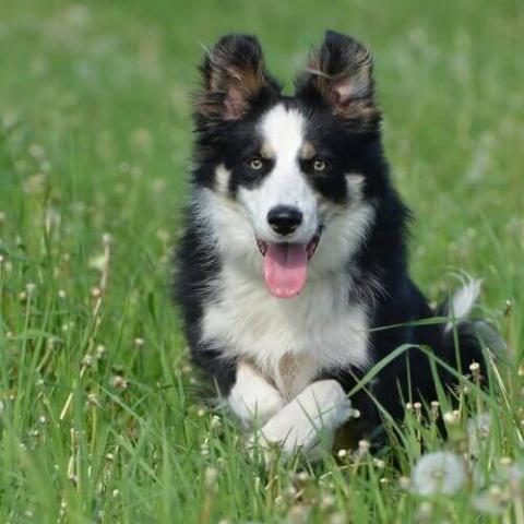 Border Collie Dog Breed Information and Pictures