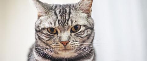 American Shorthair Cats Breed American Shorthair Cats Breed