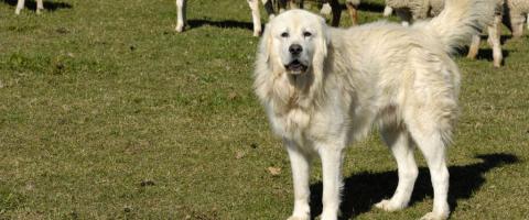 Great pyrenees breed Great pyrenees breed