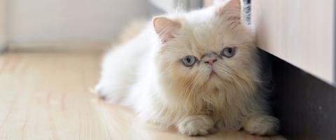 Himalayan Cat Breed Himalayan Cat Breed