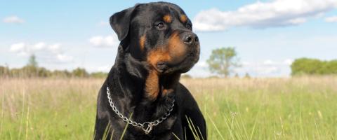 Rottweiler dog in field Rottweiler dog in field
