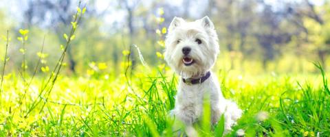 West Highland Terriers West Highland Terriers