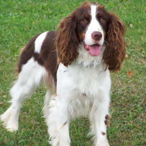 Learn About The English Springer Spaniel Dog Breed From A Trusted  Veterinarian