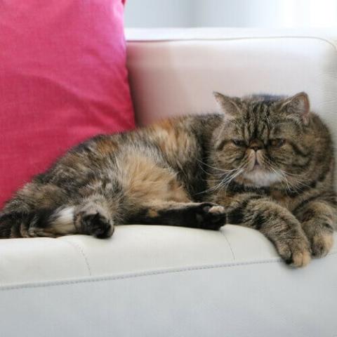 Learn About The Exotic Shorthair Cat Breed From A Trusted Veterinarian