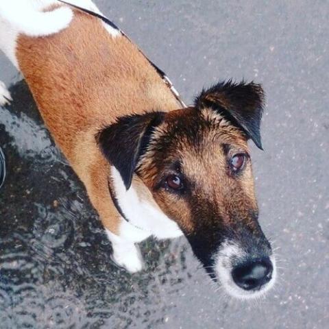 Smooth Fox Terrier Dog Breed Info Smooth Fox Terrier Dog Breed Info