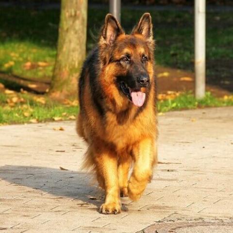 German Shepherd Dog Breed Info German Shepherd Dog Breed Info