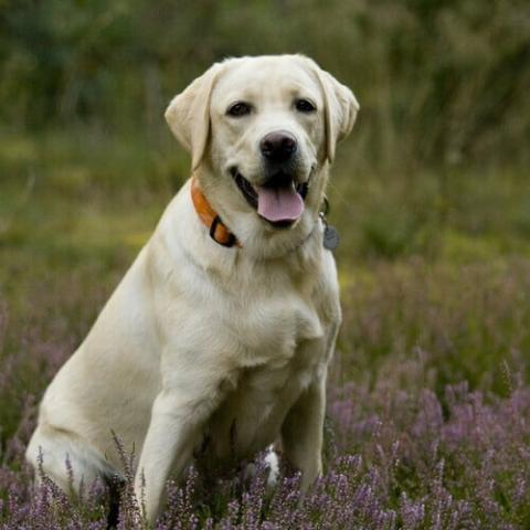 Labrador Retriever Dog Breed Info