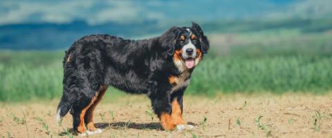 Bernese Mountain dog breed page, GeniusVets. Bernese Mountain dog breed page, GeniusVets.