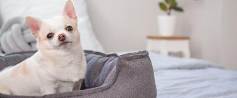 Chihuahua breed, GeniusVets Chihuahua breed, GeniusVets