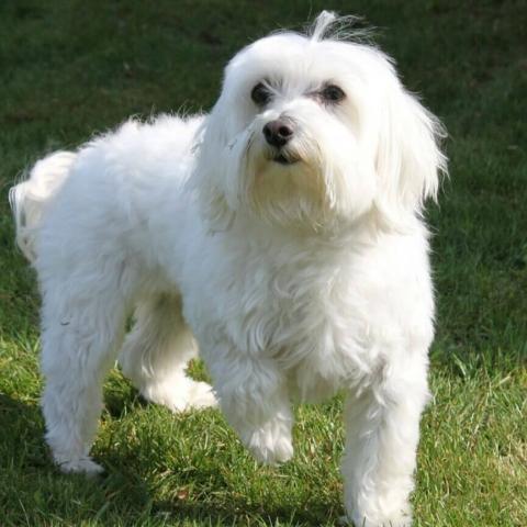 Maltese Dog Breed Info Maltese Dog Breed Info