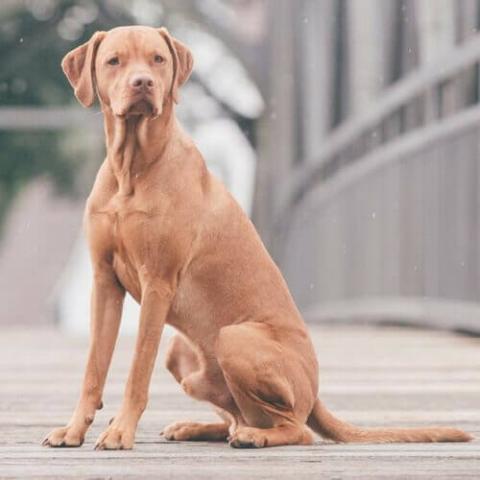 Large Mixed Breed Dog Breed Info Large Mixed Breed Dog Breed Info