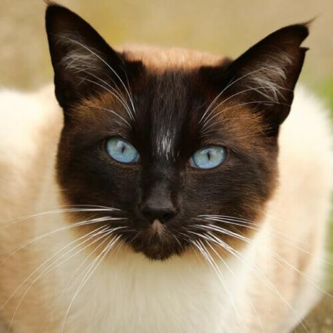 Siamese Cat Breed Info Siamese Cat Breed Info