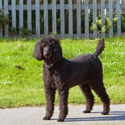 Poodle sales breed standard