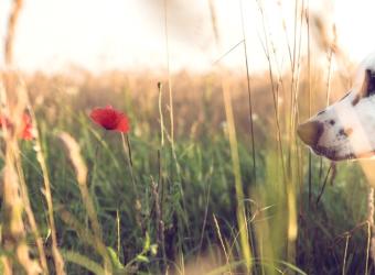 Rewarding Your Dog Without Treats