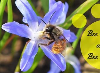 "Bee" Careful: Stings Can Be Serious!