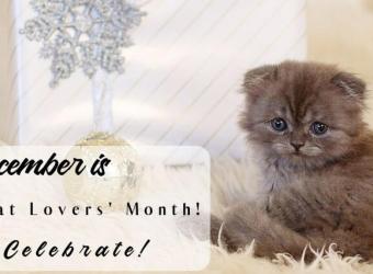 Celebrate National Cat Lovers’ Month this December