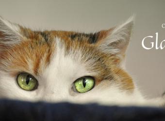 Cats and Glaucoma: An Eye Emergency
