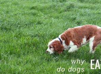 Why Do Dogs Eat Poop?