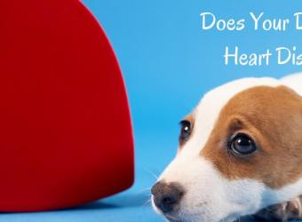 Does Your Dog Have Heart Disease?