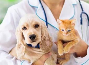 What Bloodwork Can Teach You About Your Pet's Health