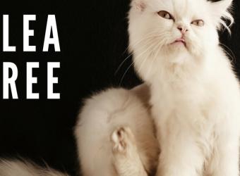 Flea-Free: How to Control Parasites in Your Pet's Environment