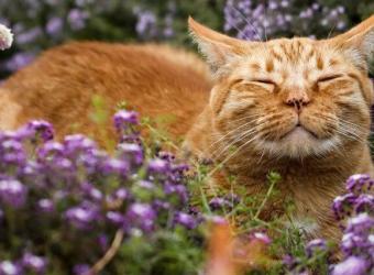 Avoid This CAT-astrophe! 10 Spring Flowers That Are Toxic to Cats