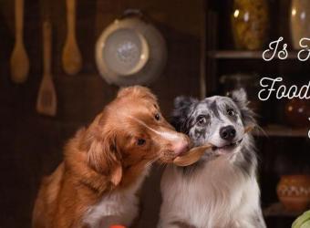 Homemade Food for Dogs - Yay or Nay?