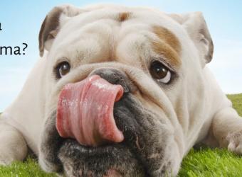 What’s that Spot? Or, a Look at Lick Granulomas