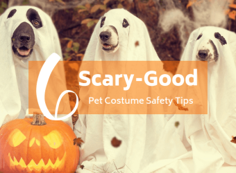 6 Scary-Good Pet Costume Safety Tips