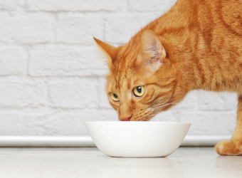 Help! My Cat is a Picky Eater! How to Know if Your Pet is Getting the Right Nutrients