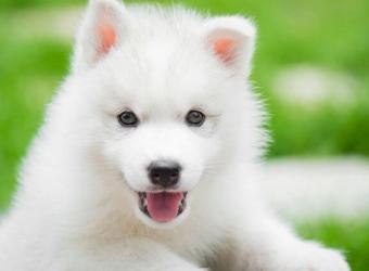 From Puppy Breath to Painful Plaque: How to Take Care Of Your New Pet's Teeth